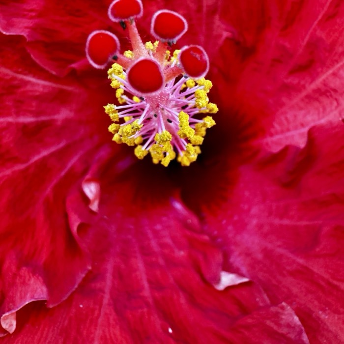 Close-up photograph of a deep red hibiscus flower.