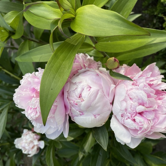 Close-up photograph of pale pink peonies in bloom.