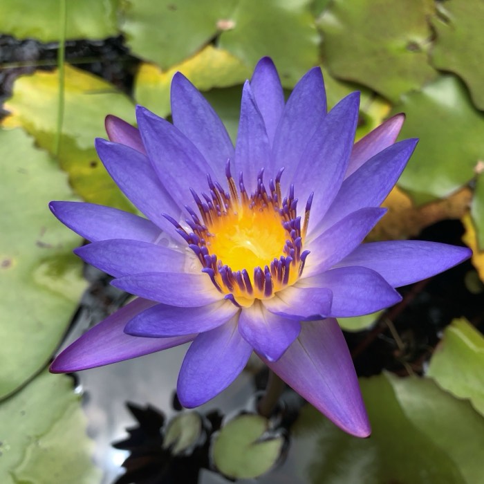 Close-up photograph of a purple water lily on a pond.