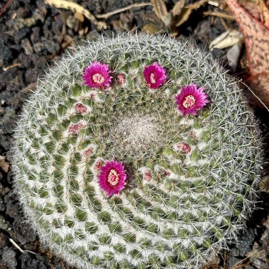 Close-up photograph of a pincushion cactus in bloom, ringed with magenta flowers.
